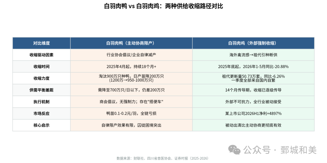 白羽肉鸭vs白羽肉鸡对比