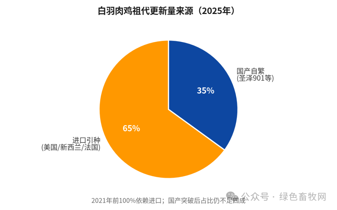 白羽肉鸡祖代引种来源