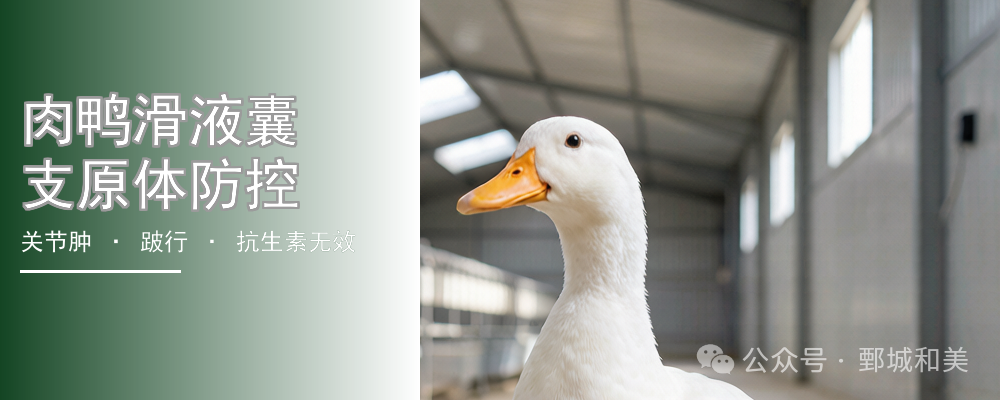 肉鸭滑液囊支原体防控